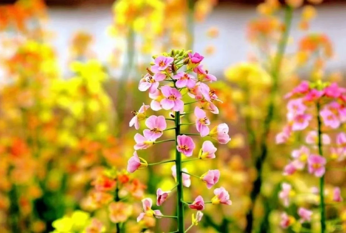 可食用性景观植物