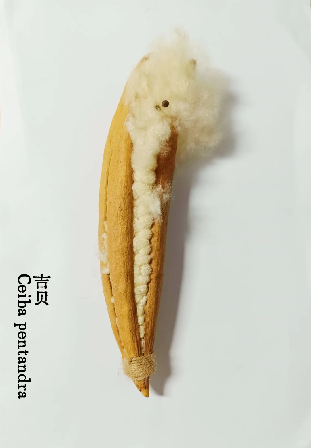 植物叙事｜从田野到英雄树：棉的形态之旅。