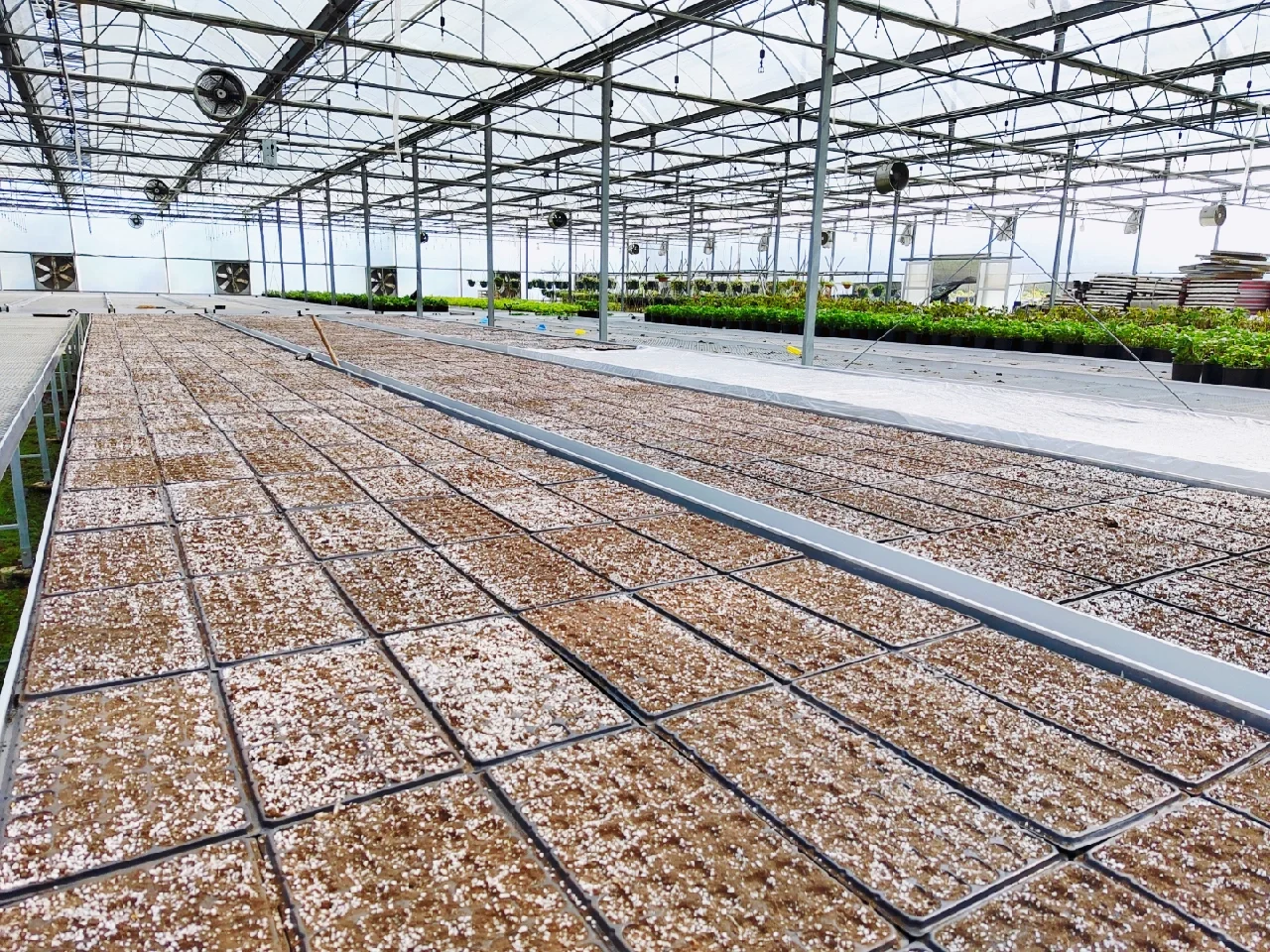 可食用景观植物产品生产