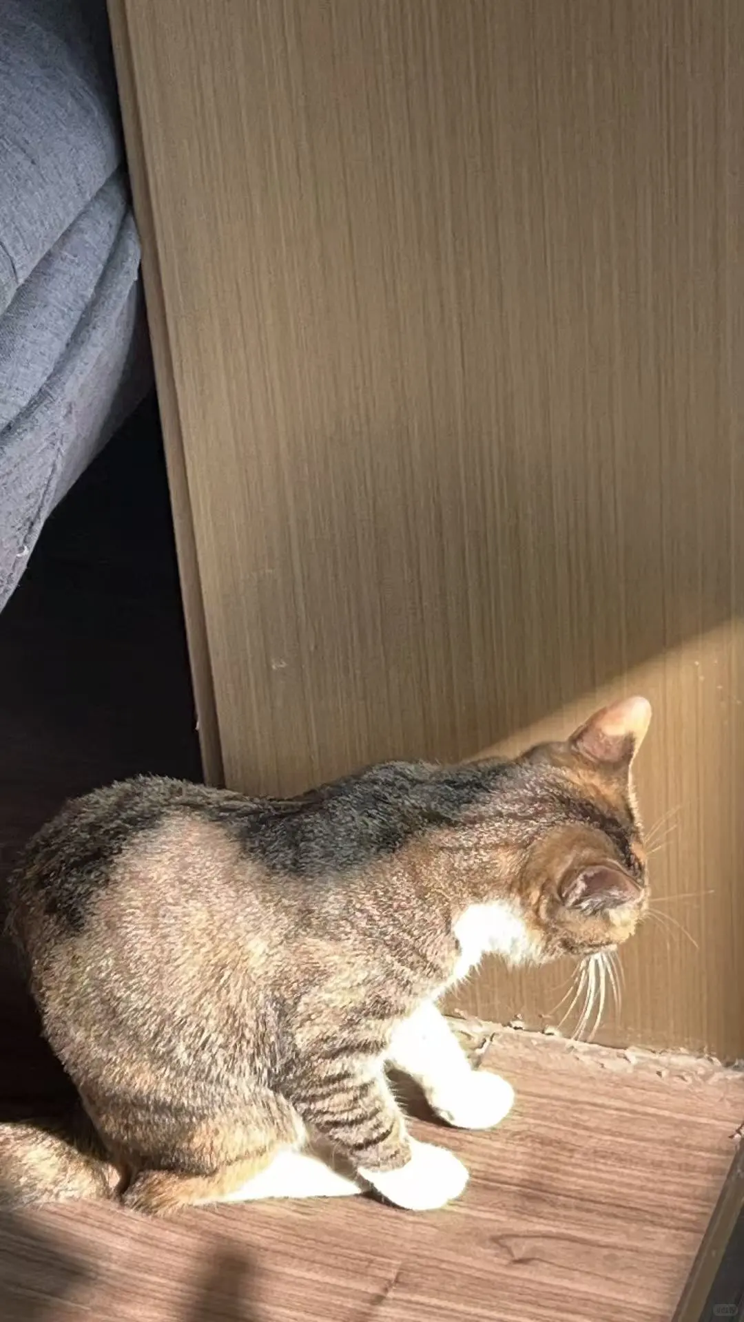 寻找猫咪主人