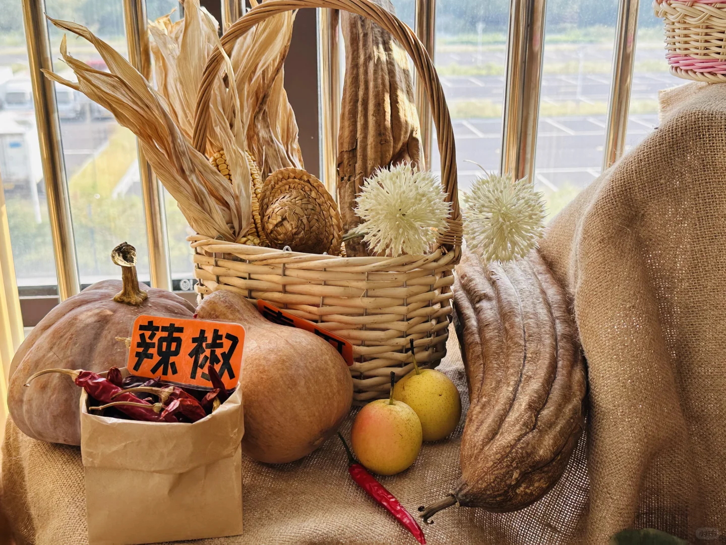 幼儿园秋季植物角——晒秋、秋收冬藏