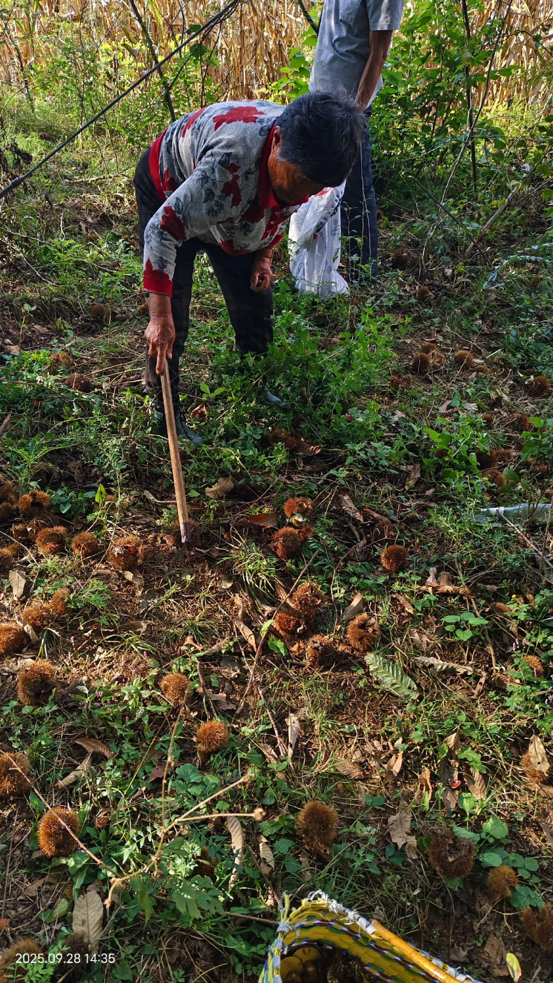那些避雷丹东板栗的你出来。