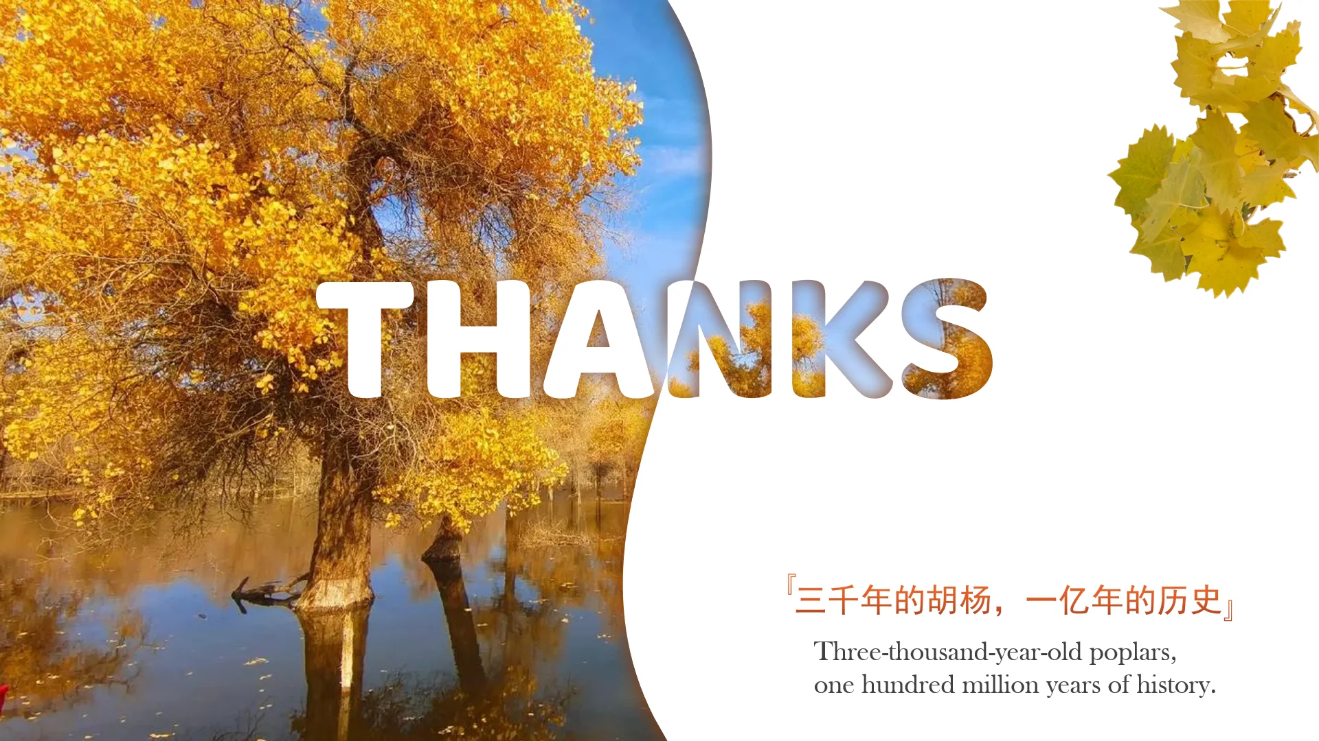 完善ppt技艺之沙漠守护神