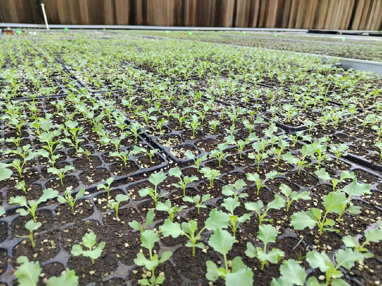 秋冬季可食用性景观植物