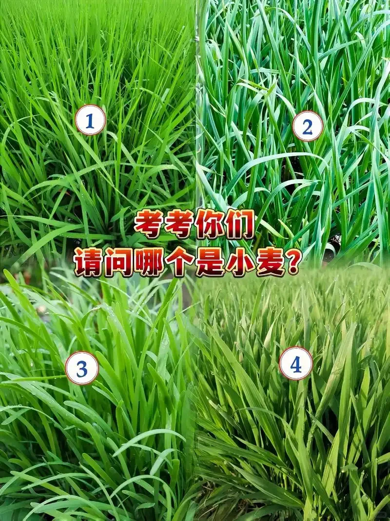 麦子、韭菜傻傻分不清？