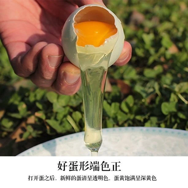 这里产的绿壳鸡蛋你吃过吗？