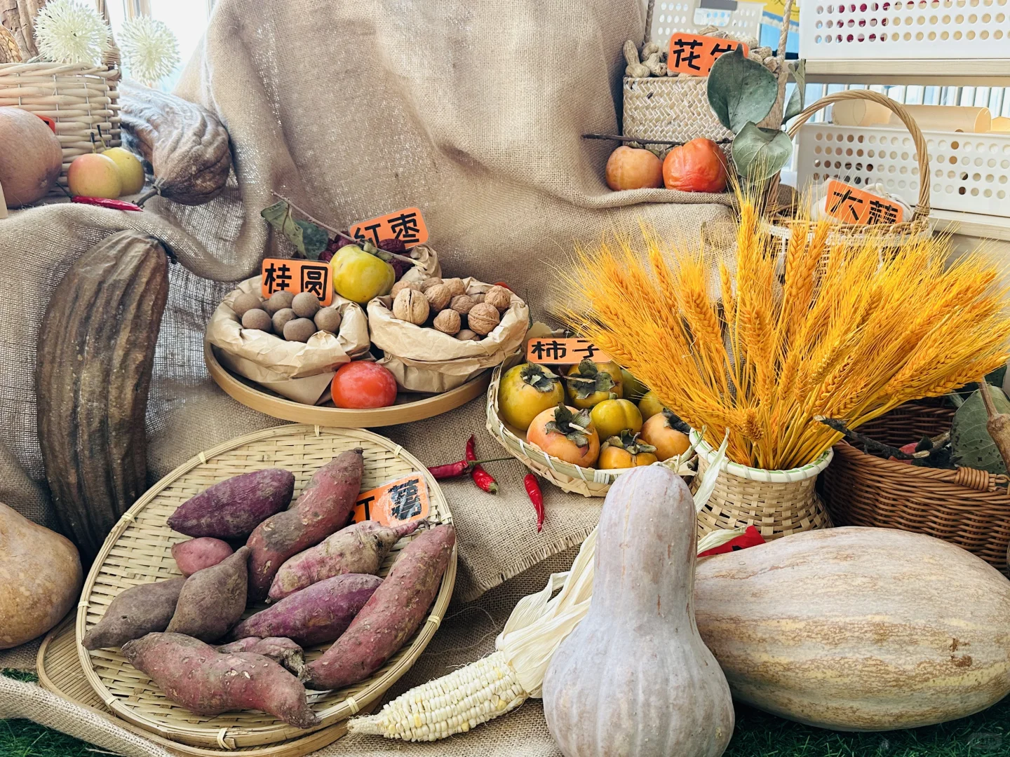 幼儿园秋季植物角——晒秋、秋收冬藏