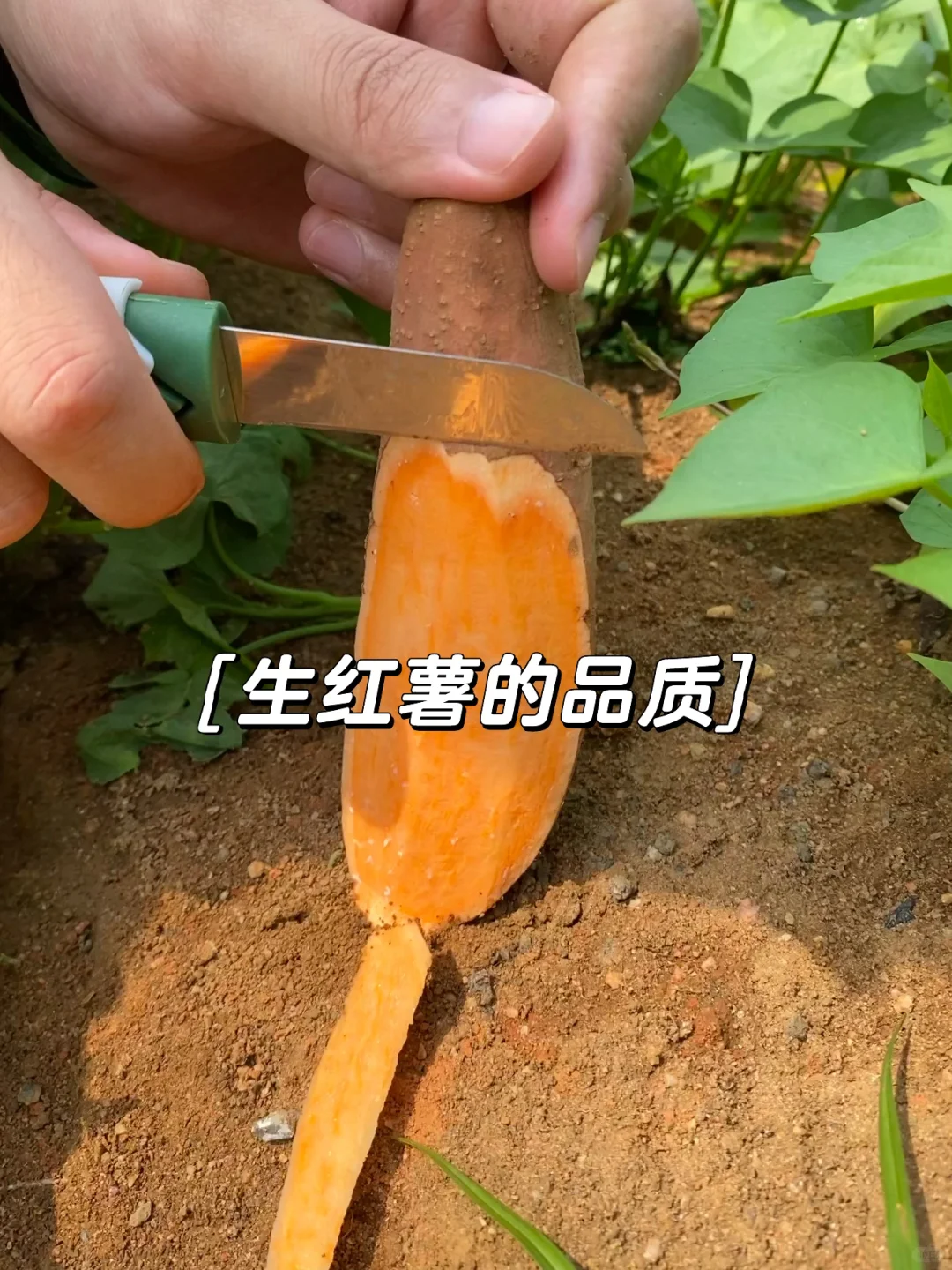 一个月帮家里卖一万斤红薯，是种什么体验⁉️
