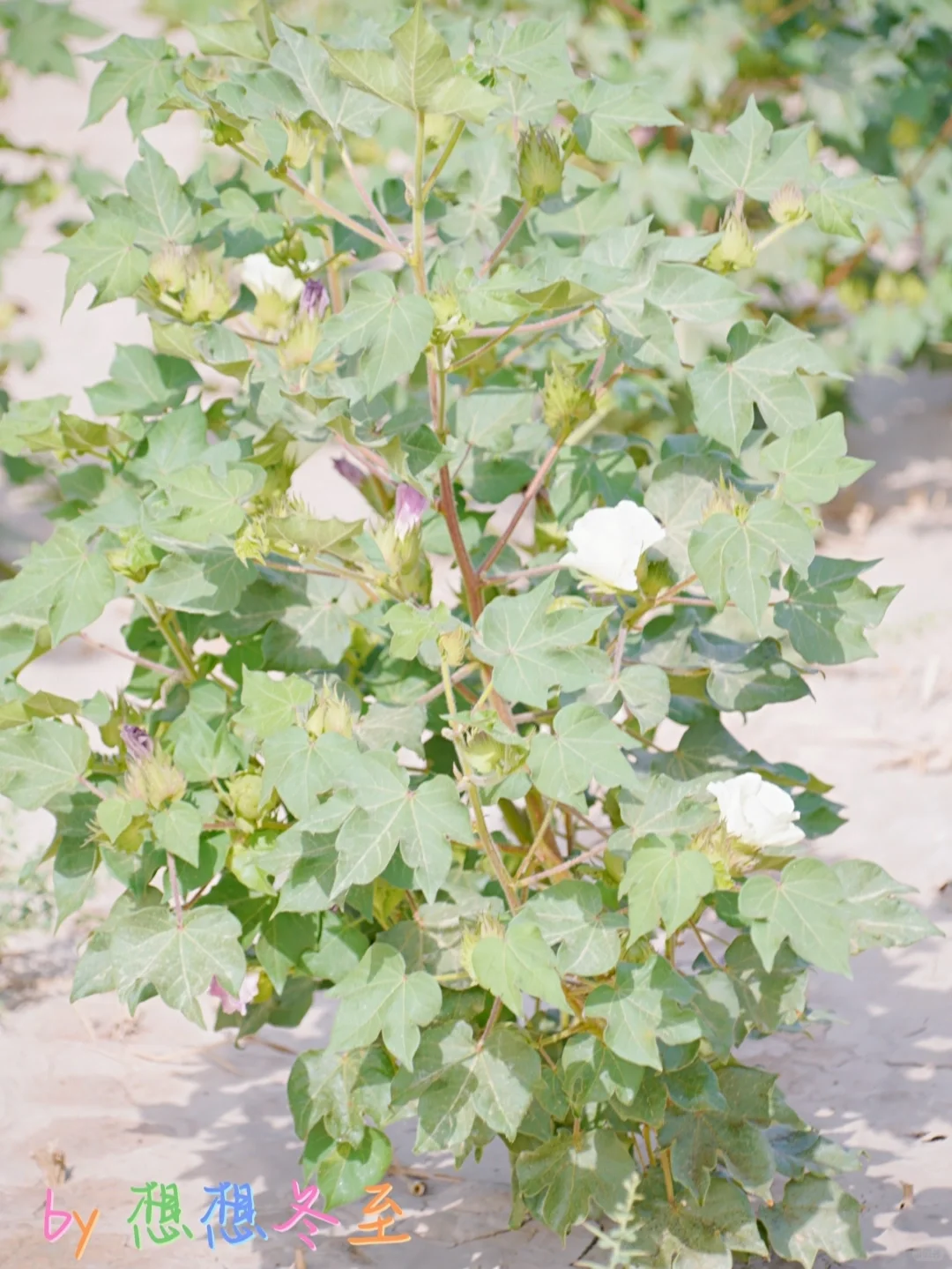 新疆植物|这是什么植物呀？?