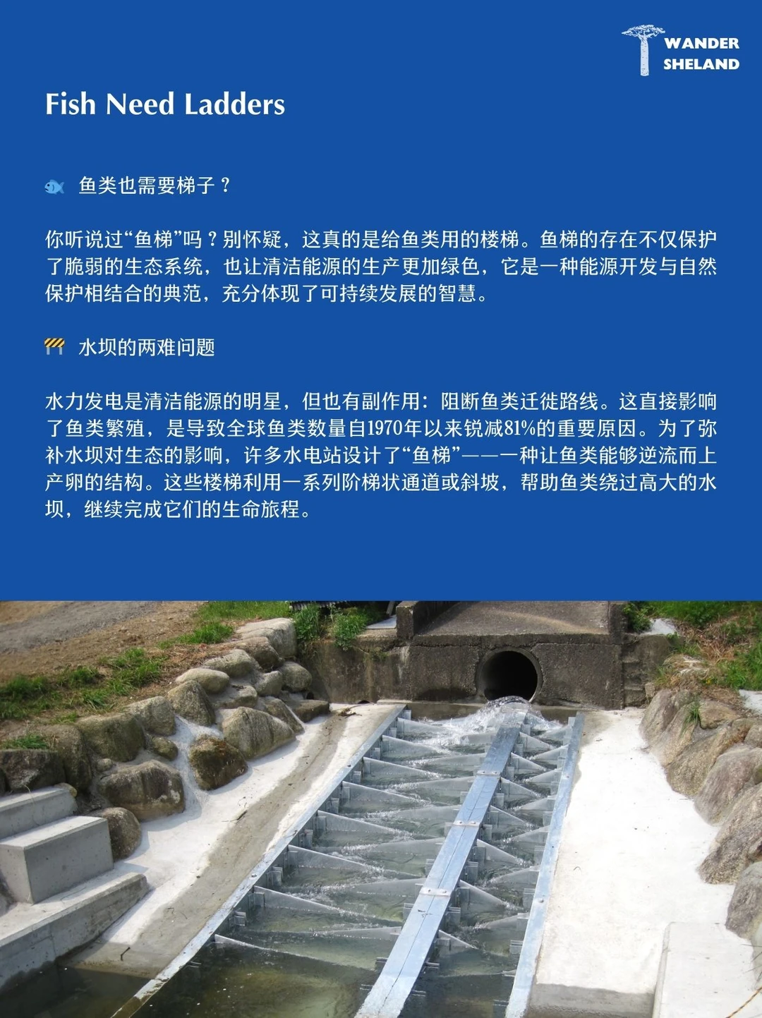 国际清洁能源日|有关可再生能源的7件趣事