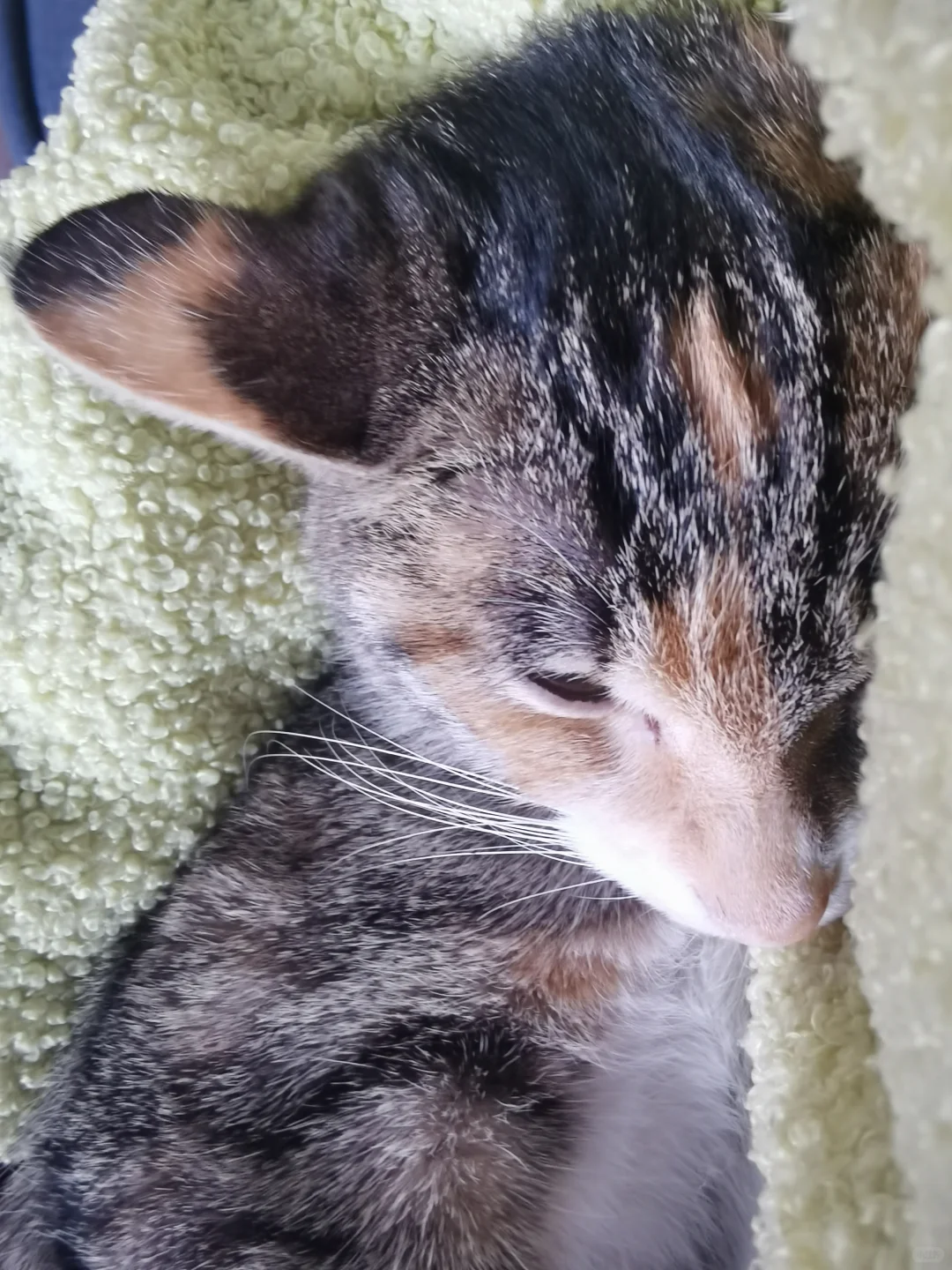 寻找猫咪主人