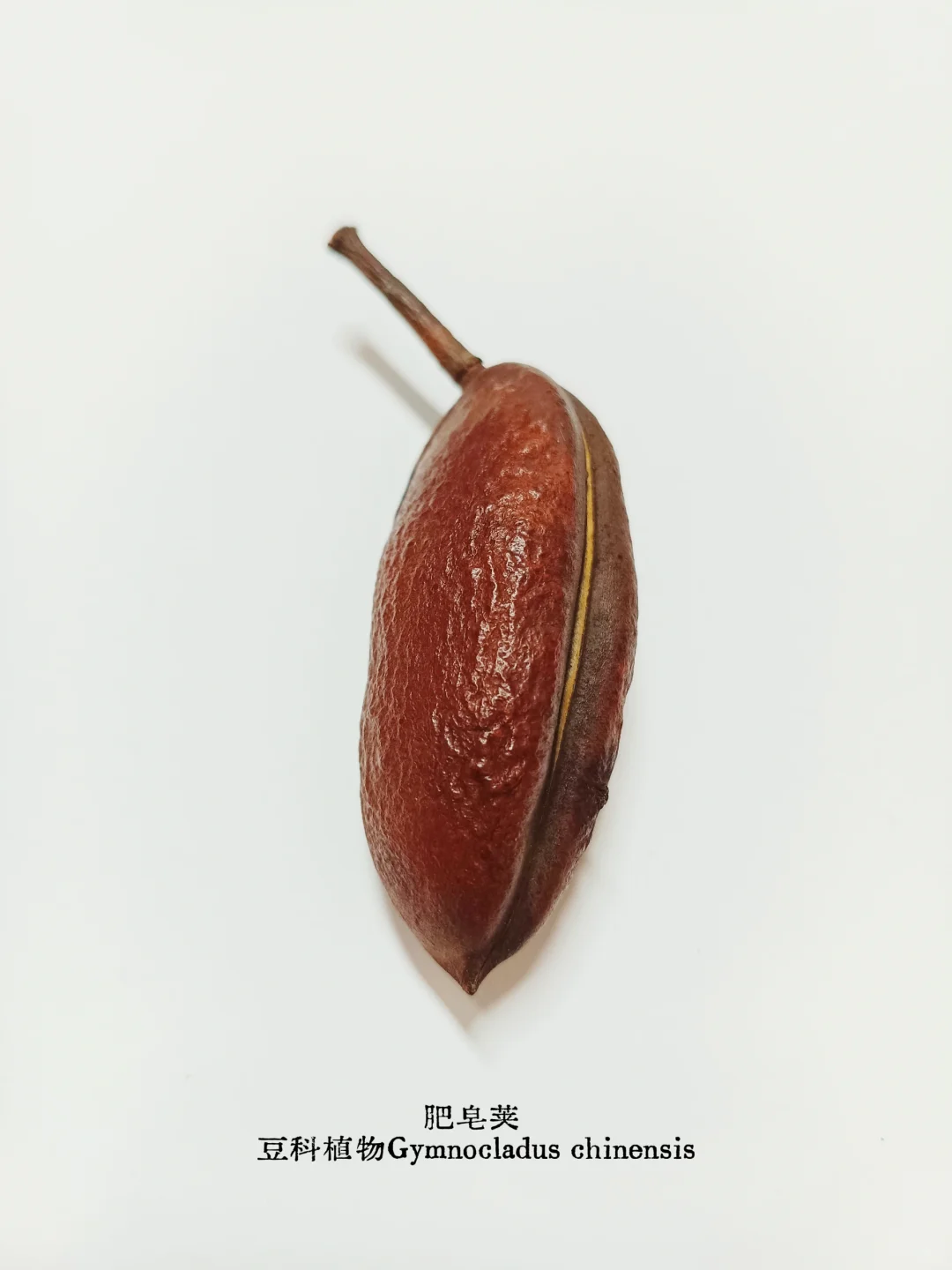 皂荚，不止一面｜从“肥皂荚”到“皂荚属”