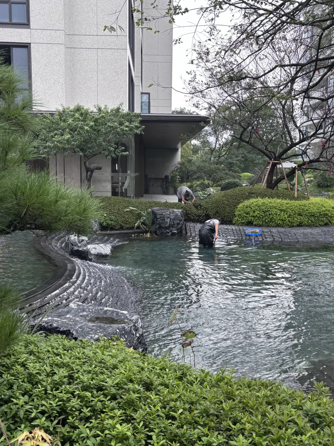 水系园林怎么打理啊