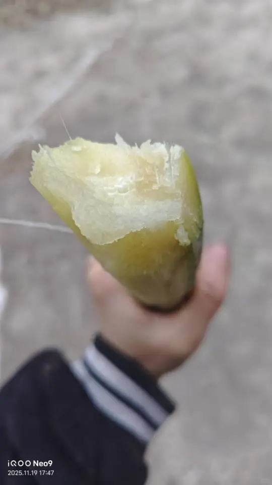 重庆本地老品种青甘蔗 生态野放种植自留种