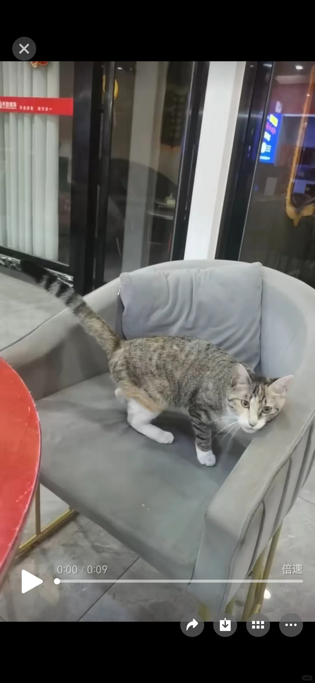 寻找猫咪主人