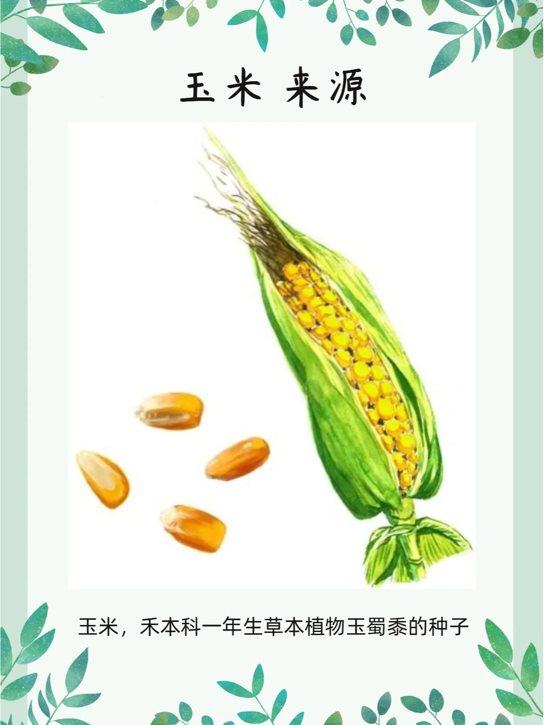 食疗本草之谷物篇【玉米】