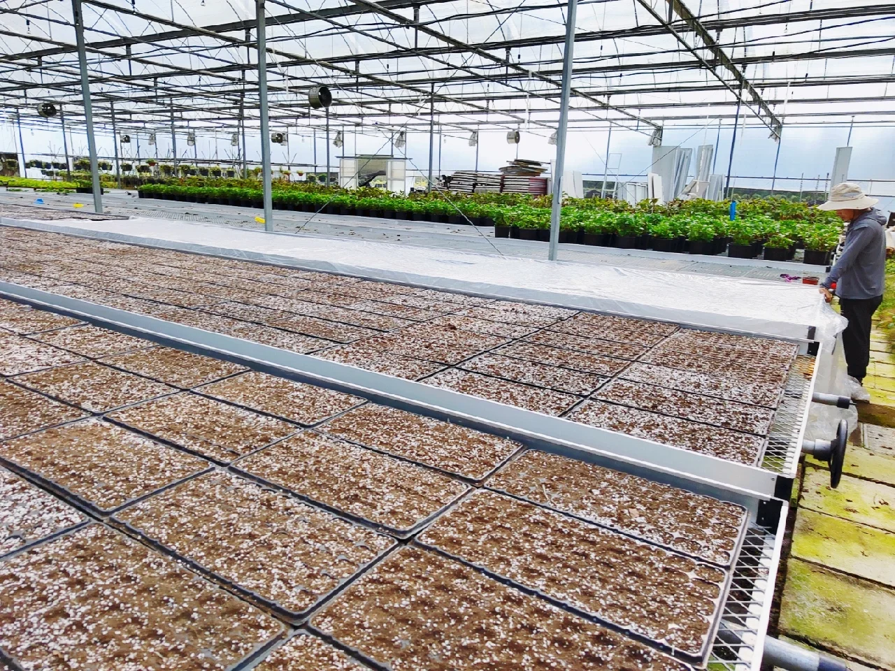 可食用景观植物产品生产