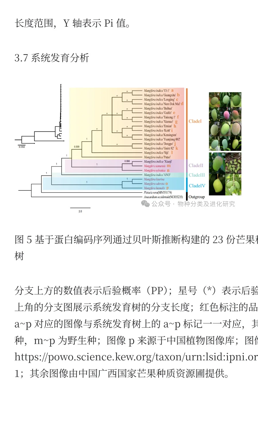 叶绿体基因组揭示芒果属较低的遗传变异率