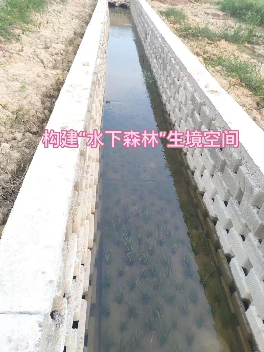 水下森林沉水草皮 · 生态退水渠工程实拍