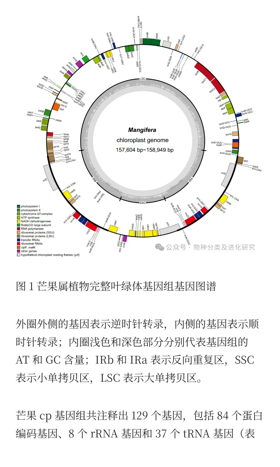 叶绿体基因组揭示芒果属较低的遗传变异率