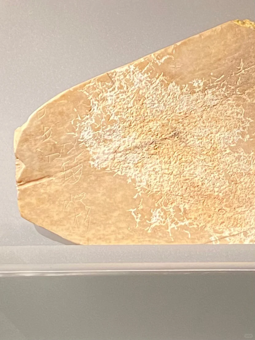 西周 “稼稷”卜骨@宁夏文物考古研究所