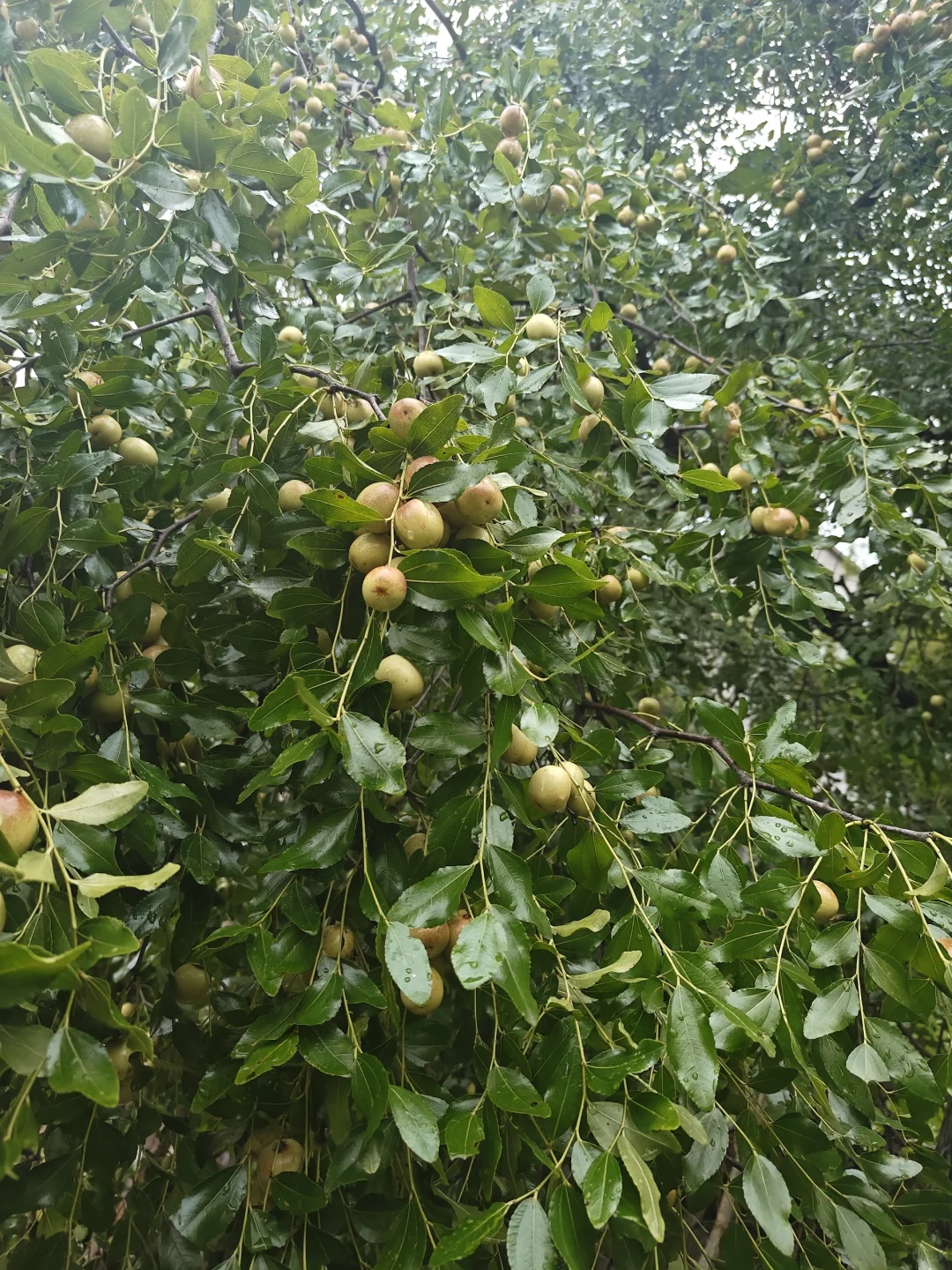 我们一起来认识身边的植物——米枣