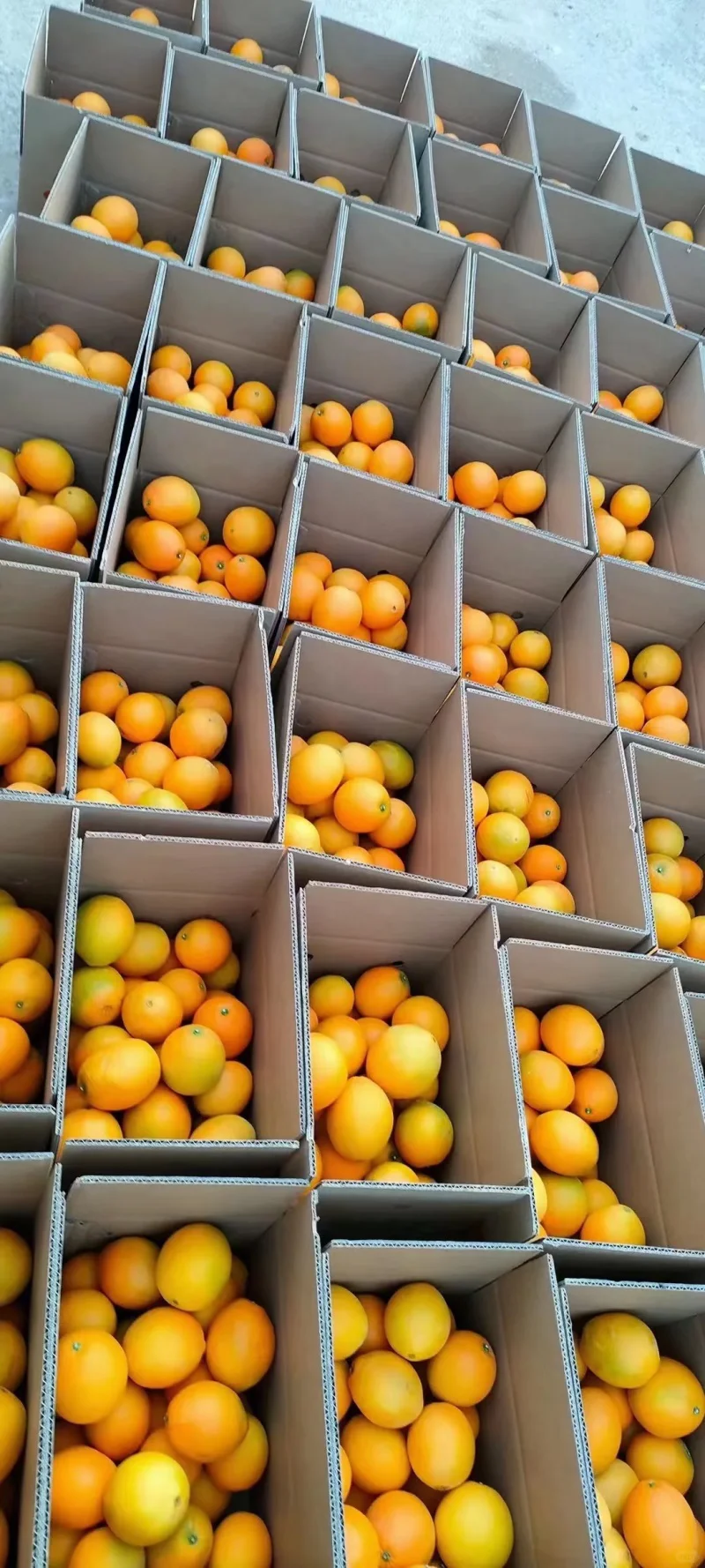 广州食用橙国内进货来源地分布1