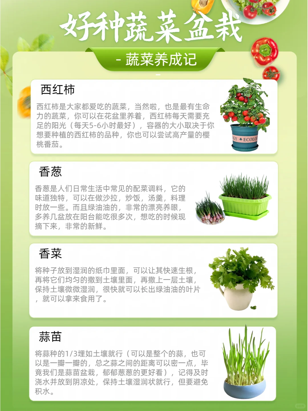 适合盆栽的农产品 蔬菜篇