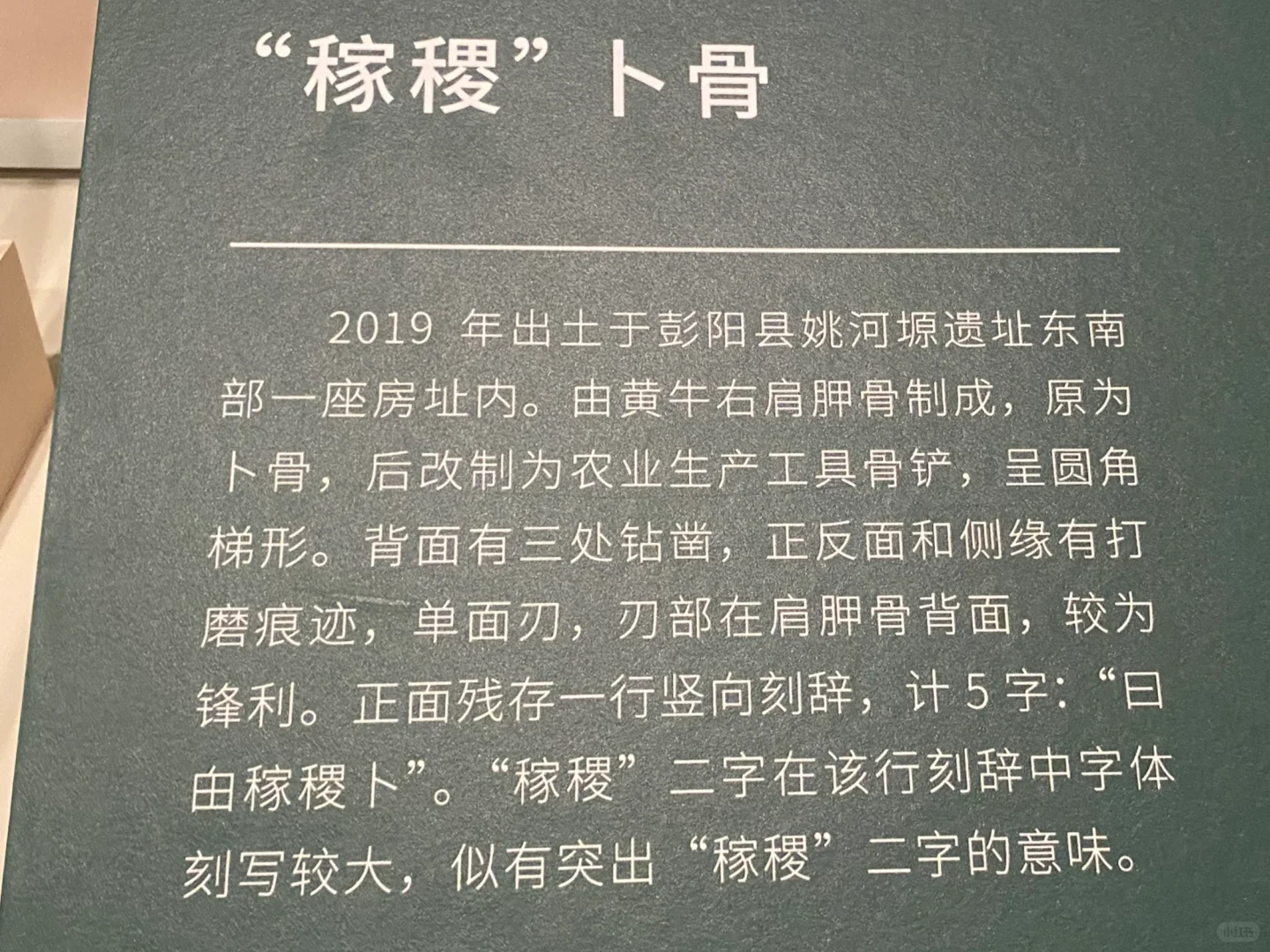 西周 “稼稷”卜骨@宁夏文物考古研究所