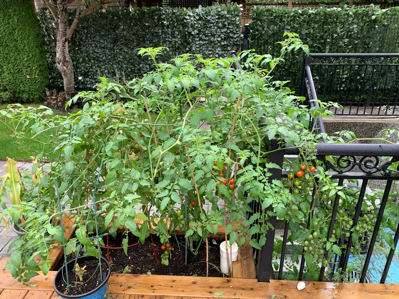 院子里的经济作物