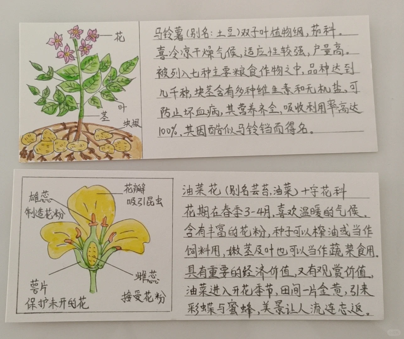 经济作物植物观察卡