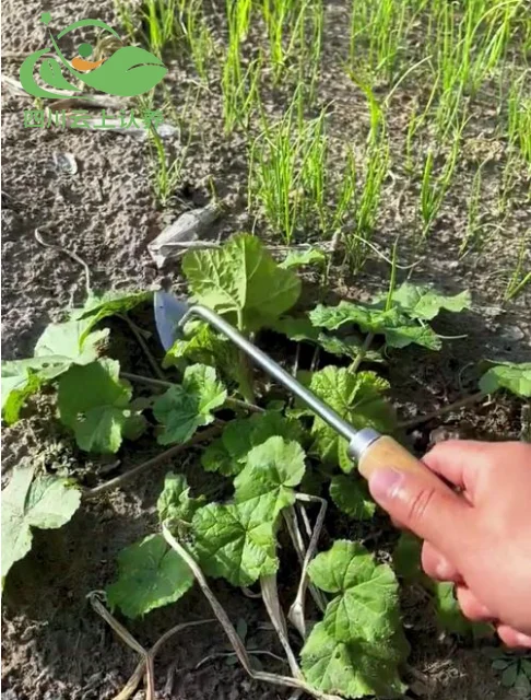 承包土地种菜结合认养农业的前景分析