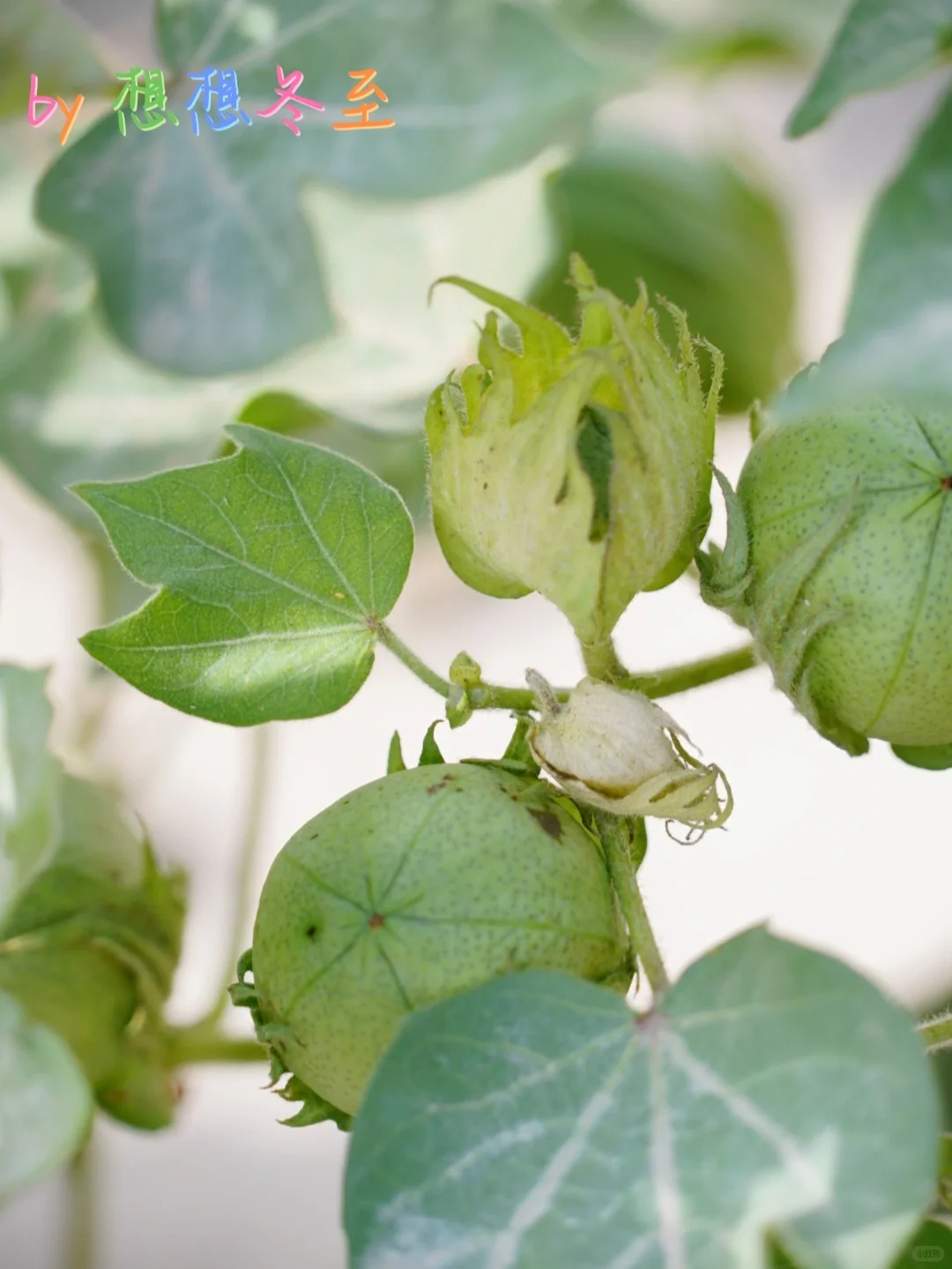 新疆植物|这是什么植物呀？?