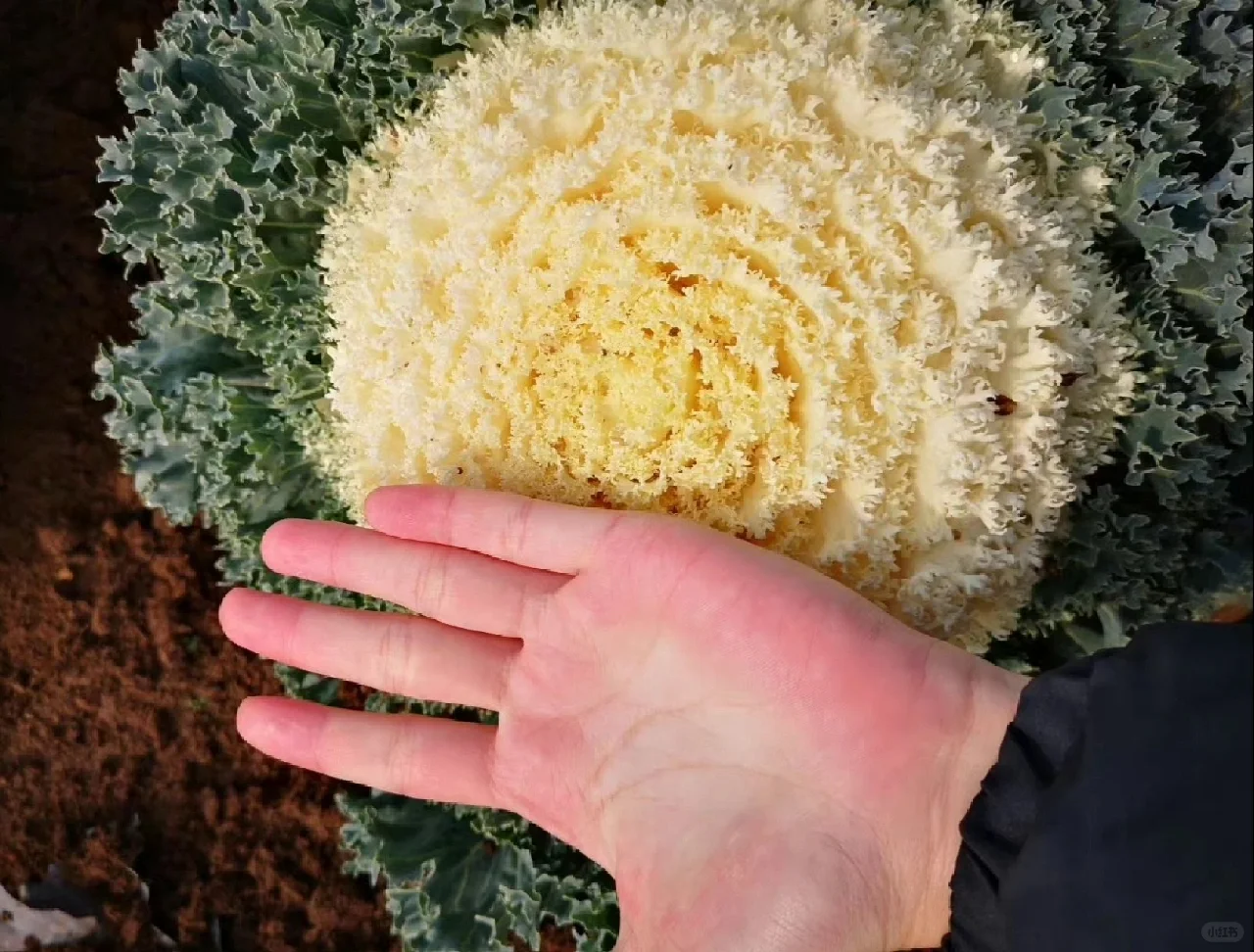 可食用景观植物产业