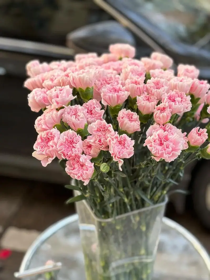 元梦之星农场赏析初心8小时经济作物康乃馨