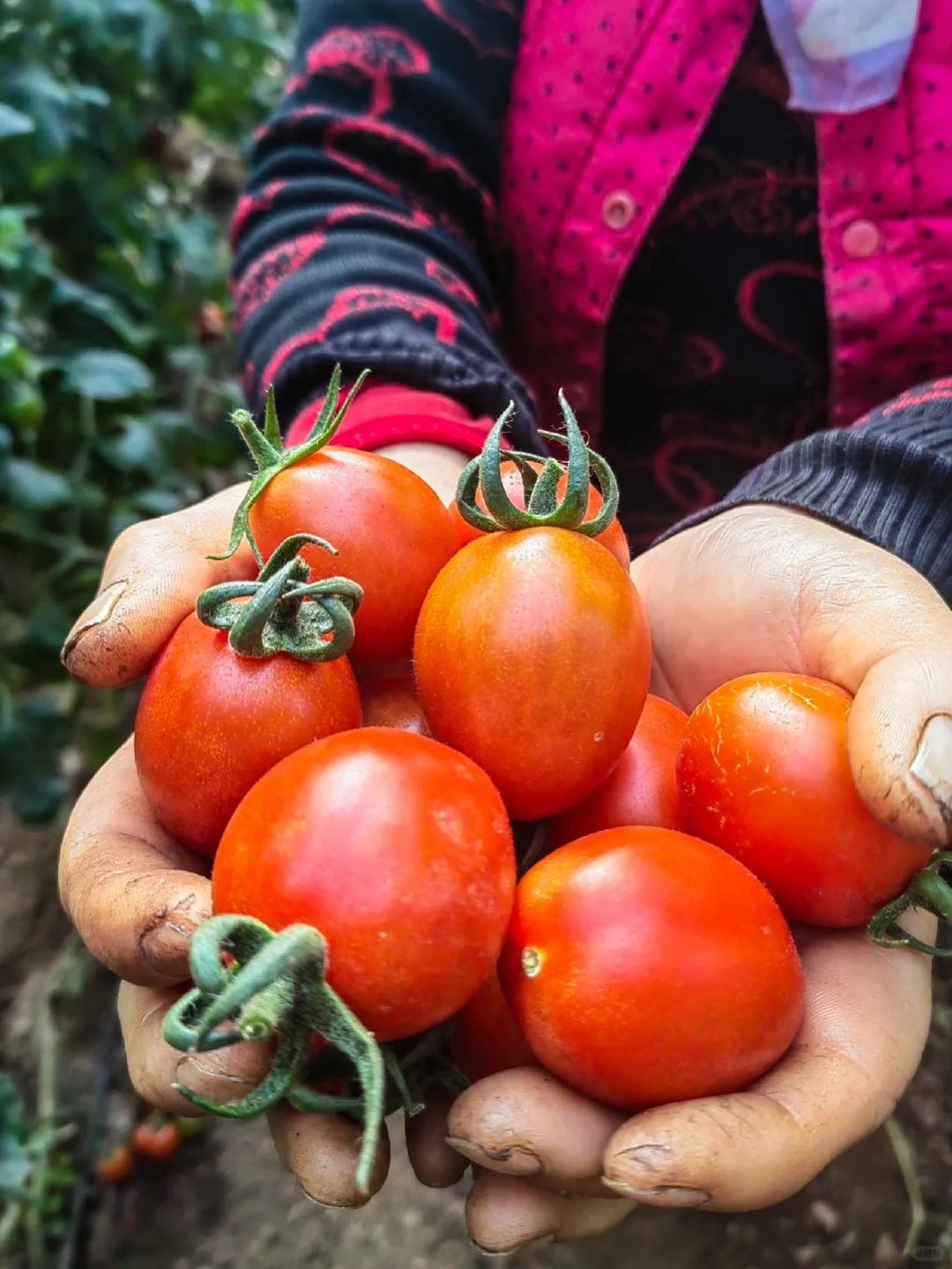 感恩节丨农人的喜悦金不换！