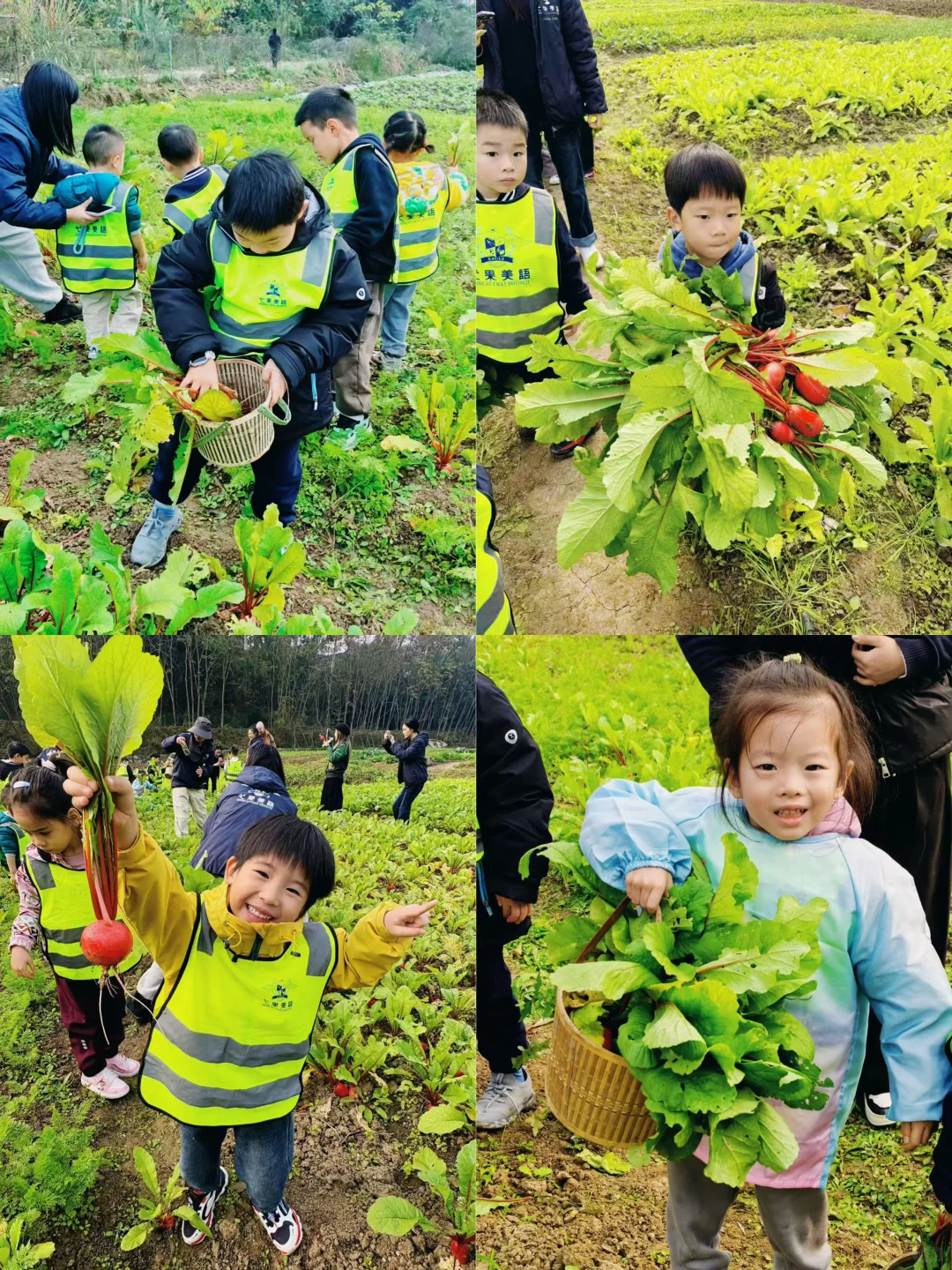 【“? 农耕田间•一起“趣”拔萝卜?”】