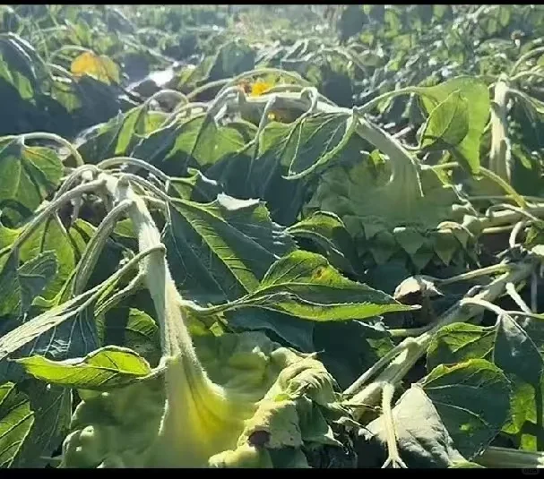 内蒙古连雨致农作物受损尤其葵花和豆类作物