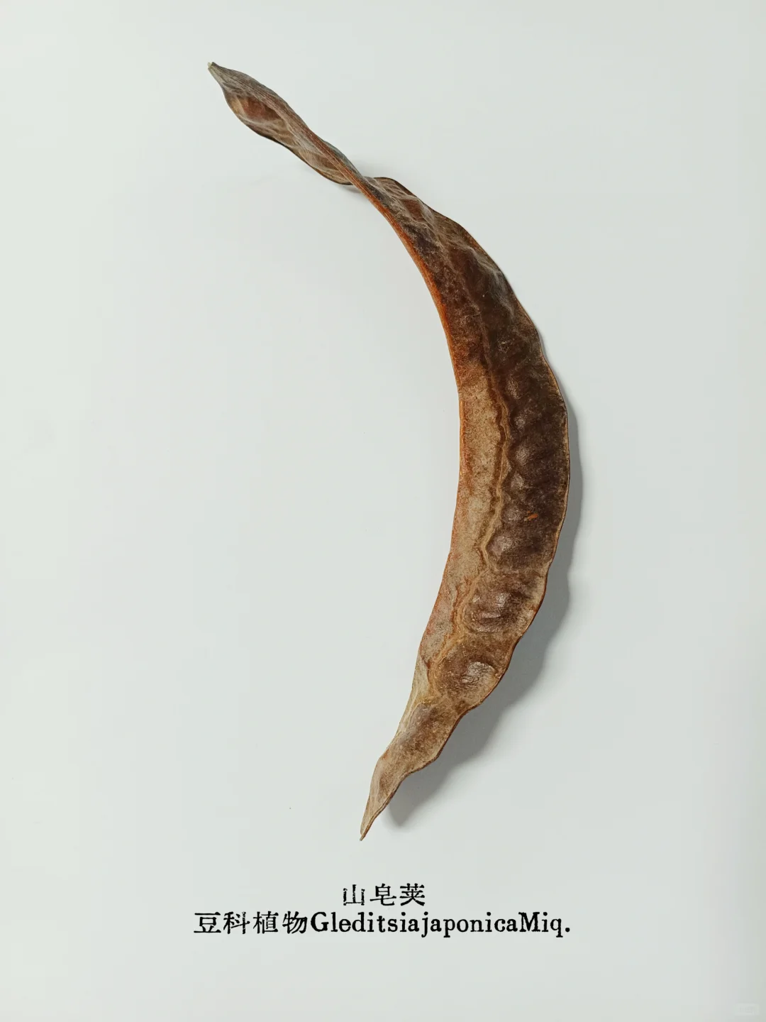 皂荚，不止一面｜从“肥皂荚”到“皂荚属”