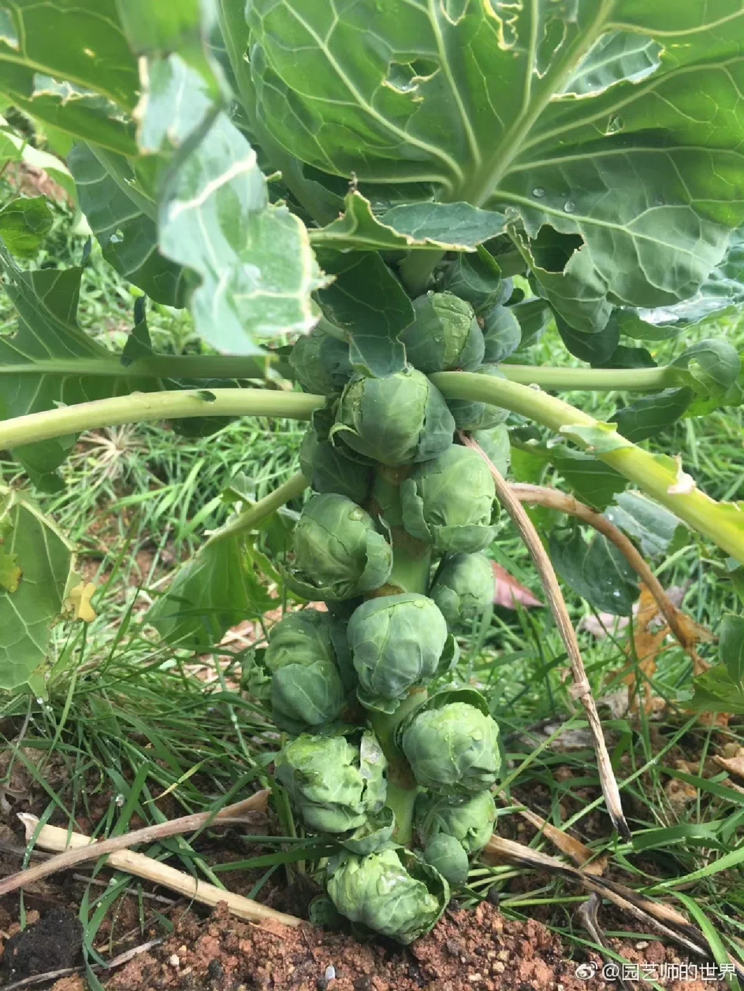 可食用景观植物产业