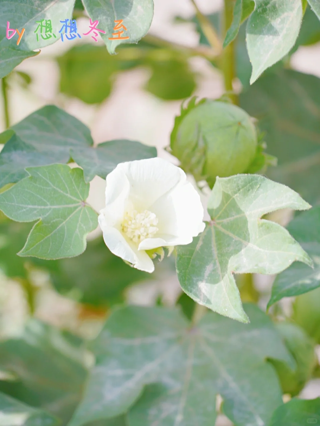 新疆植物|这是什么植物呀？?
