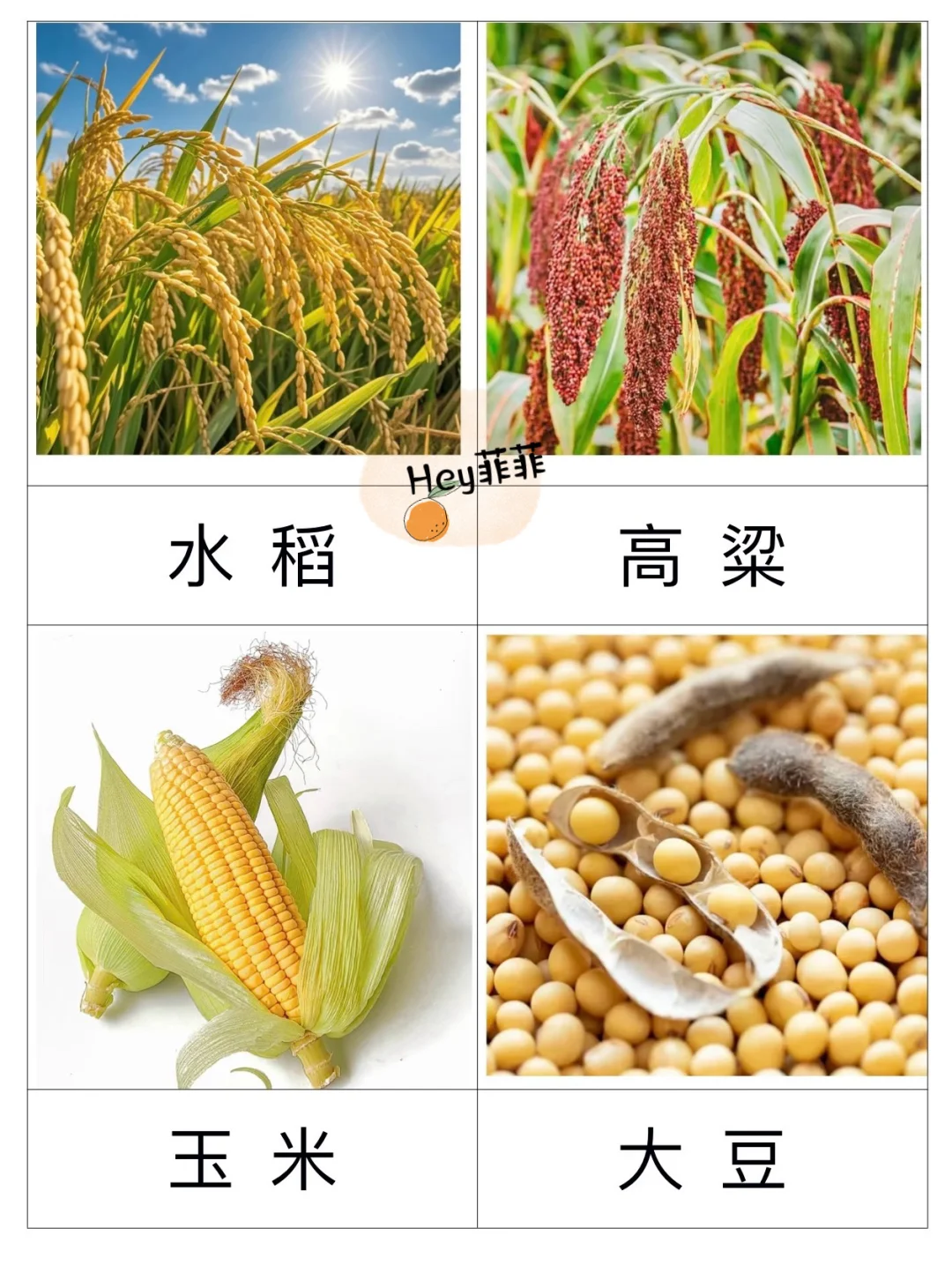 秋天农作物三段卡