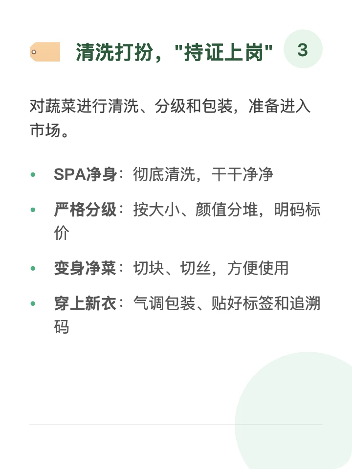 每天一条供应链「蔬菜」?