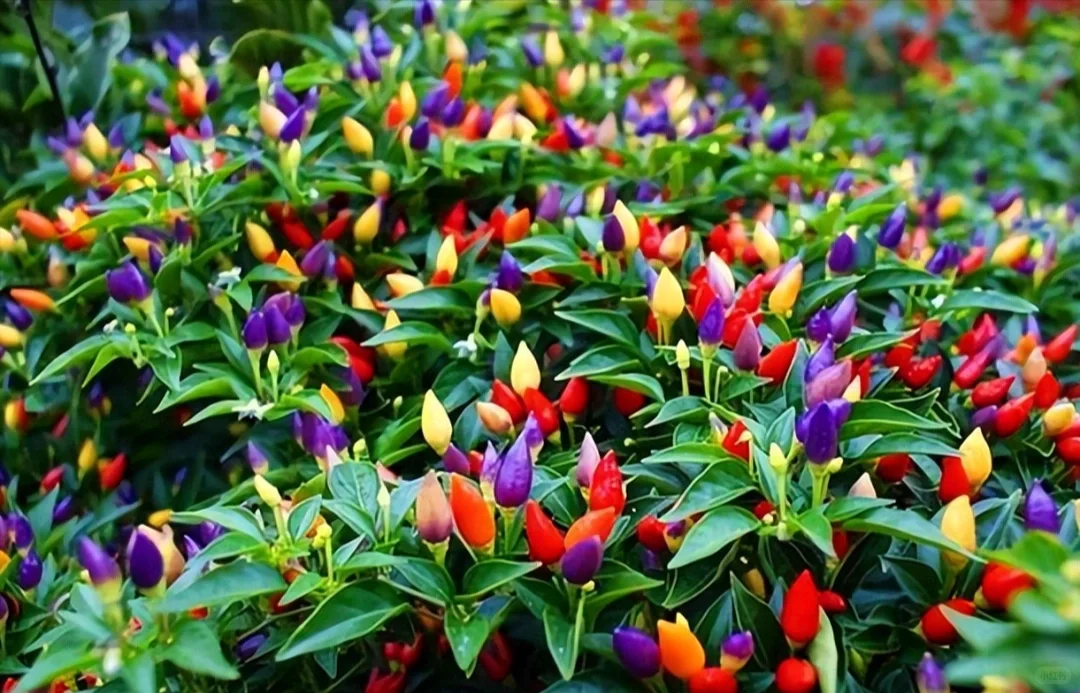 可食用性景观植物