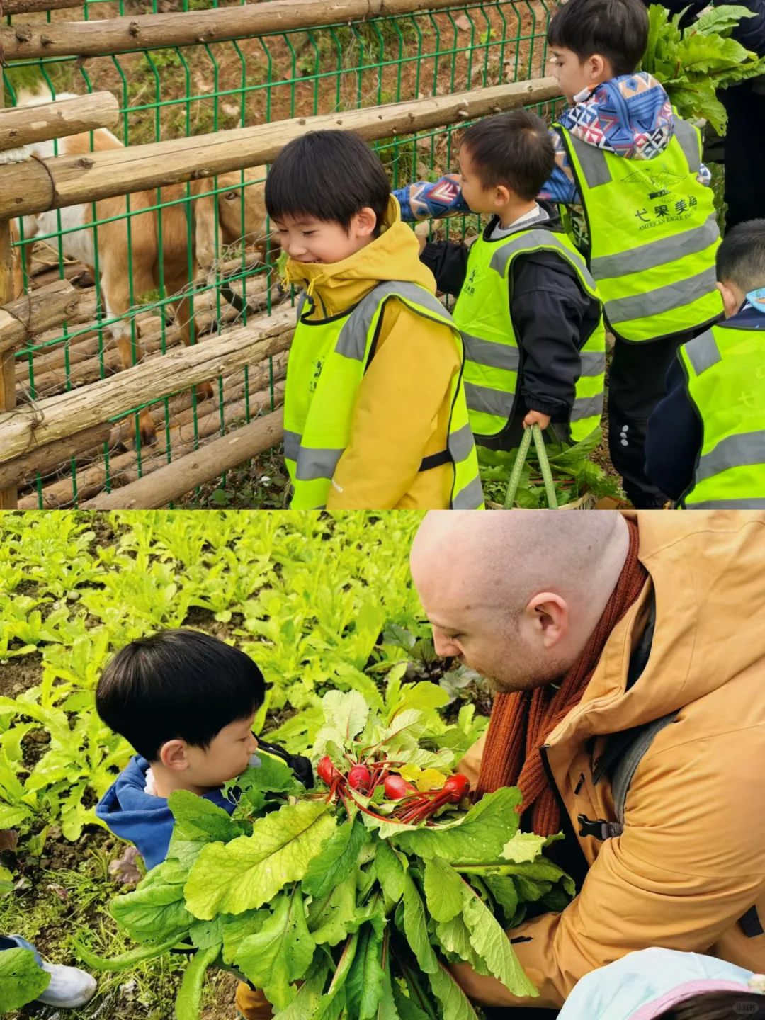 【“? 农耕田间•一起“趣”拔萝卜?”】