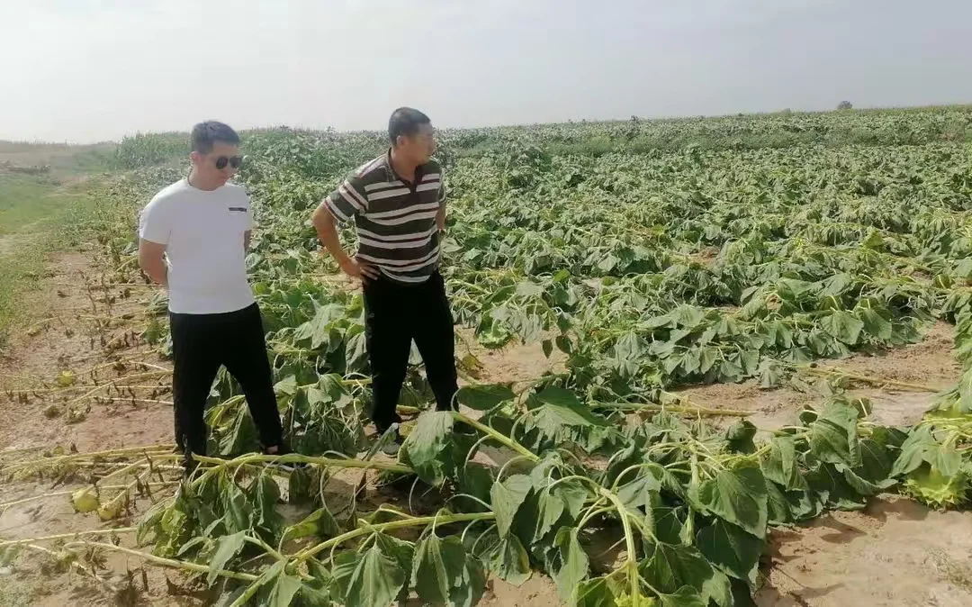 内蒙古连雨致农作物受损尤其葵花和豆类作物