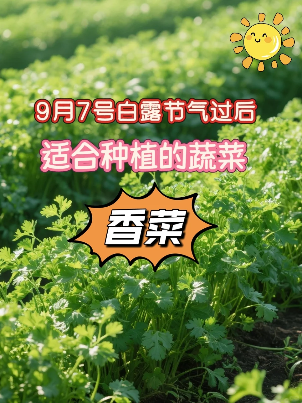 今年适合种植香菜的白露节气！