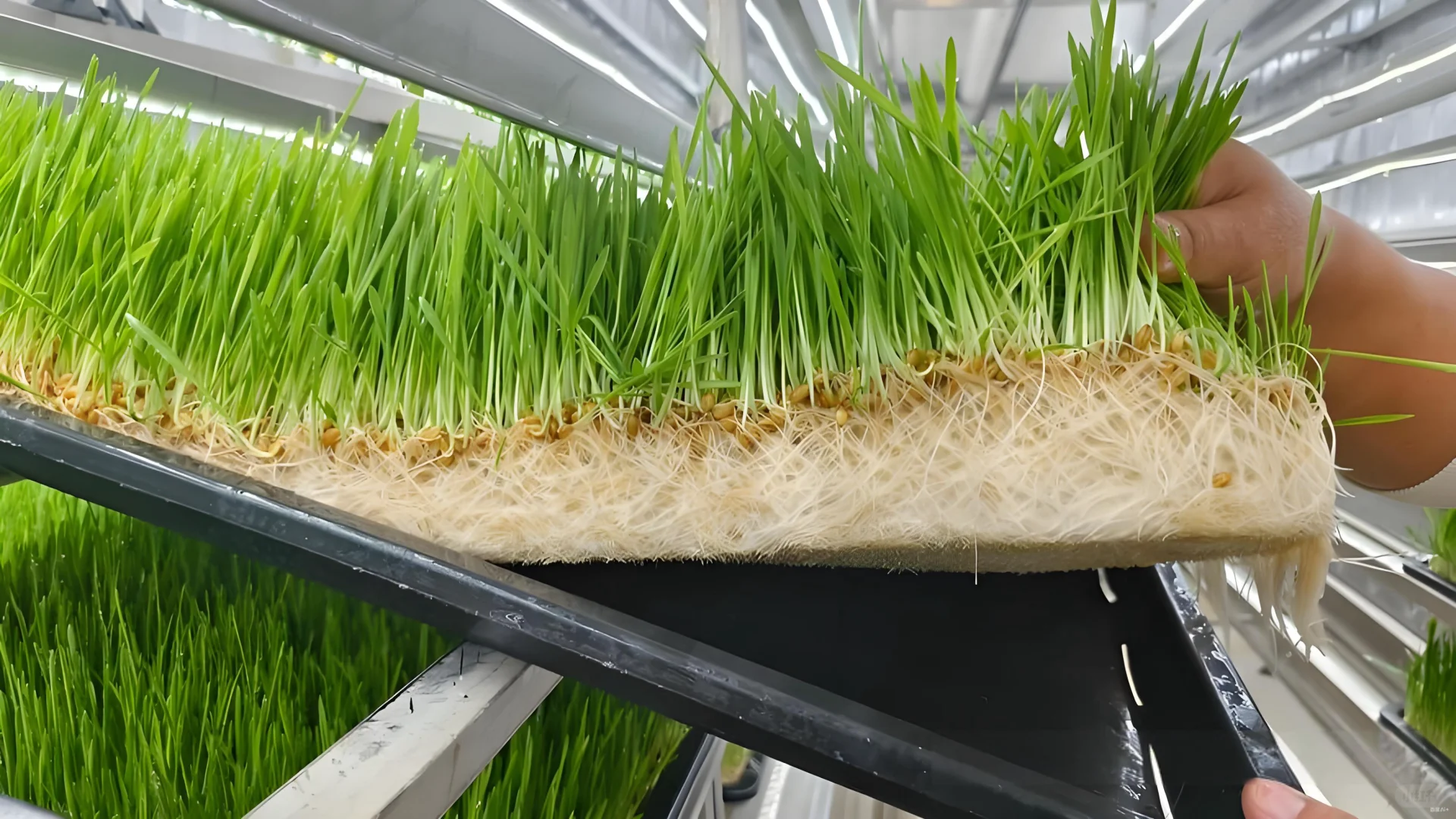 植物工厂牧草种植