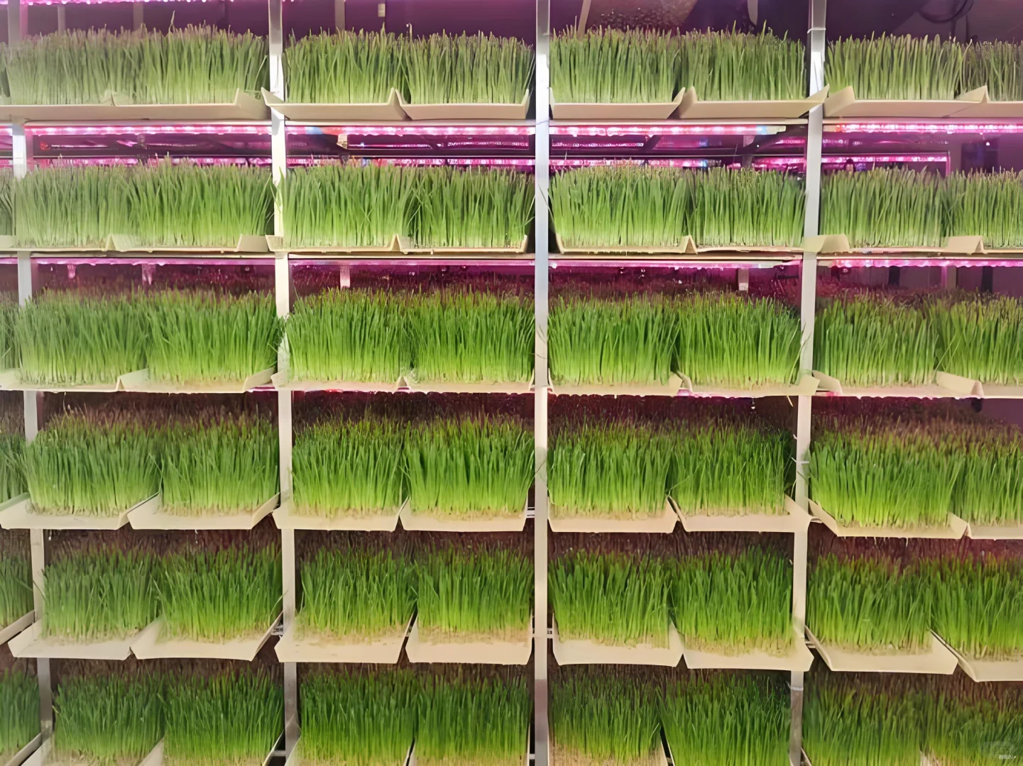 植物工厂牧草种植