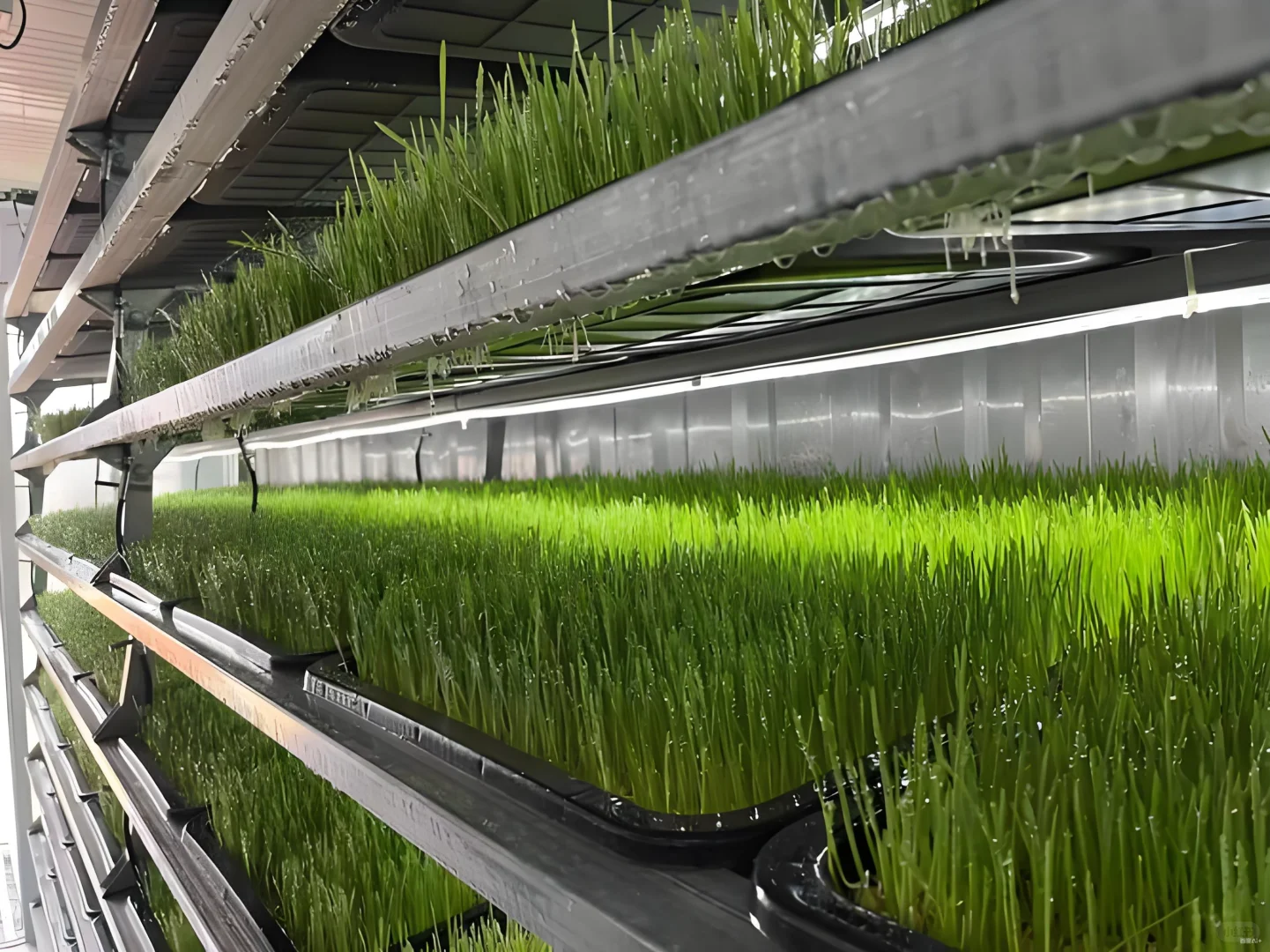 植物工厂牧草种植